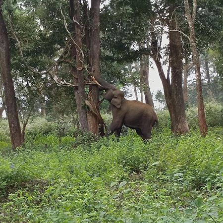 Kuruva Shoreline Wayanad Chegāt Zewnętrze zdjęcie