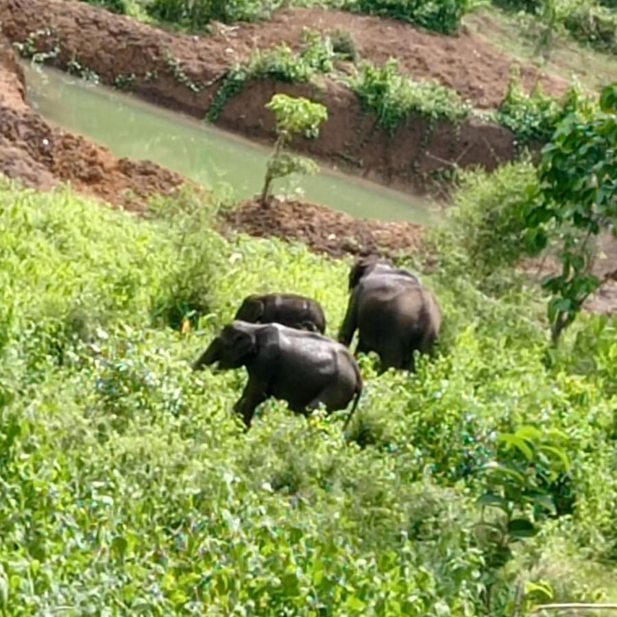 Kuruva Shoreline Wayanad Chegāt Zewnętrze zdjęcie