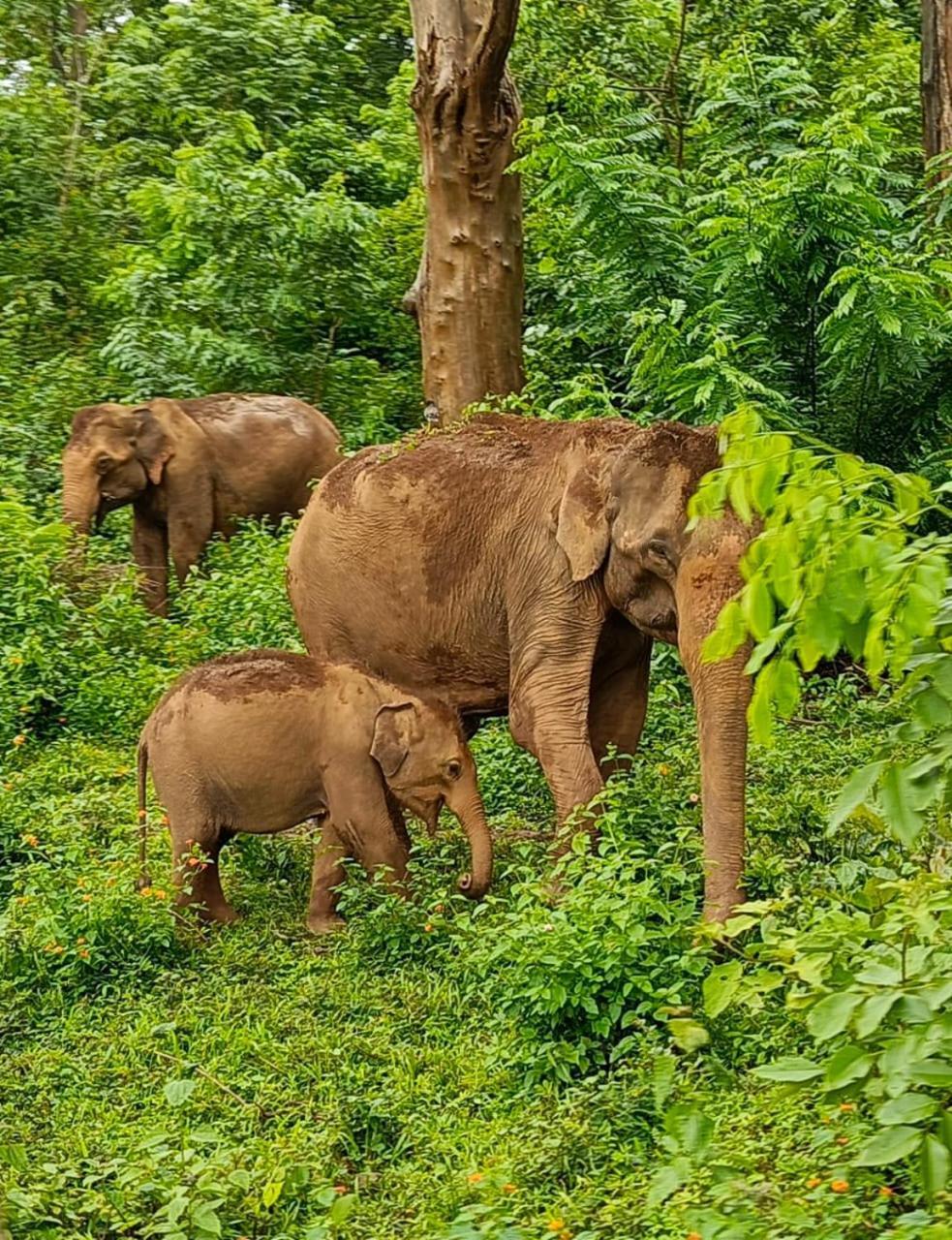 Kuruva Shoreline Wayanad Chegāt Zewnętrze zdjęcie