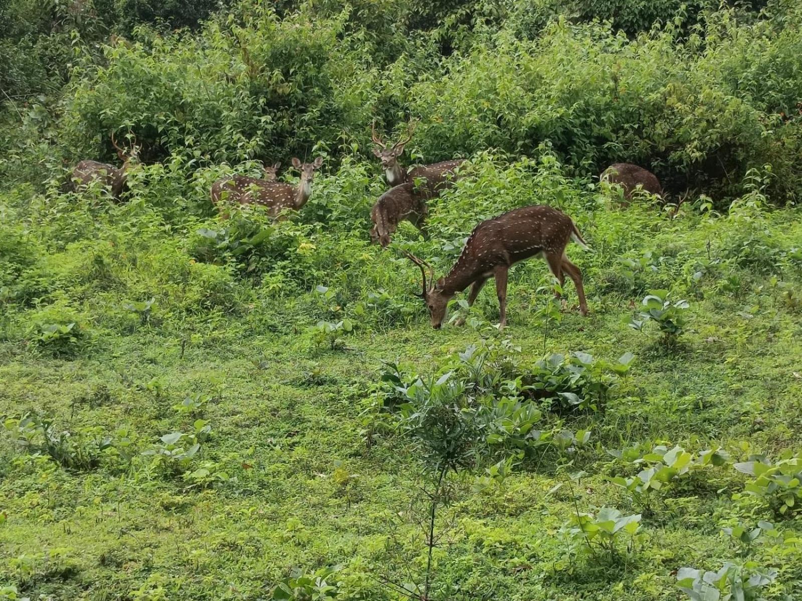 Kuruva Shoreline Wayanad Chegāt Zewnętrze zdjęcie